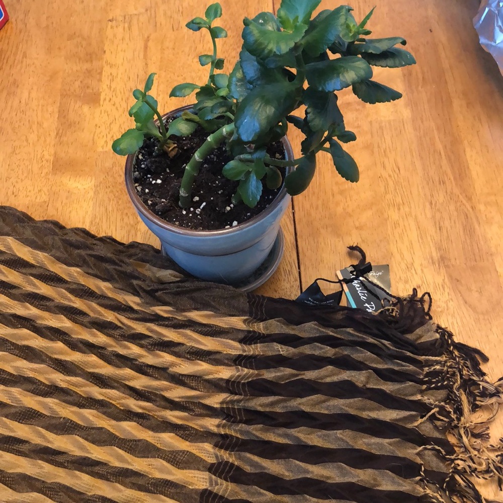 NWT Charlie Paige scarf